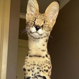 Meet your Posher, Minna